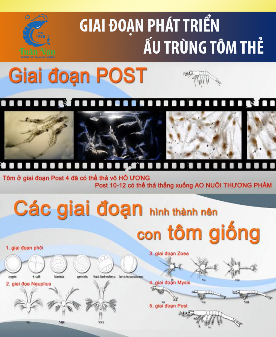 Các giai đoạn phát triển của ấu trùng tôm thẻ