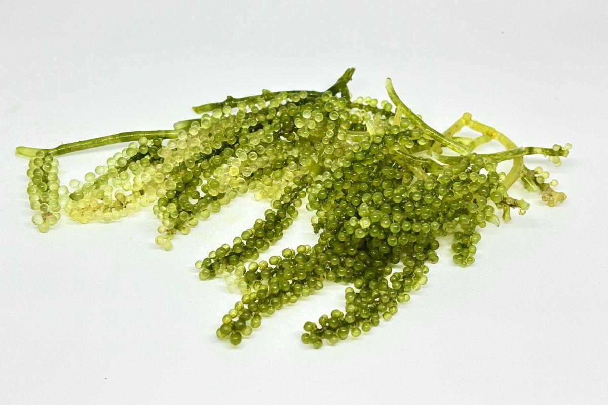 Nuôi ghép tôm và rong nho